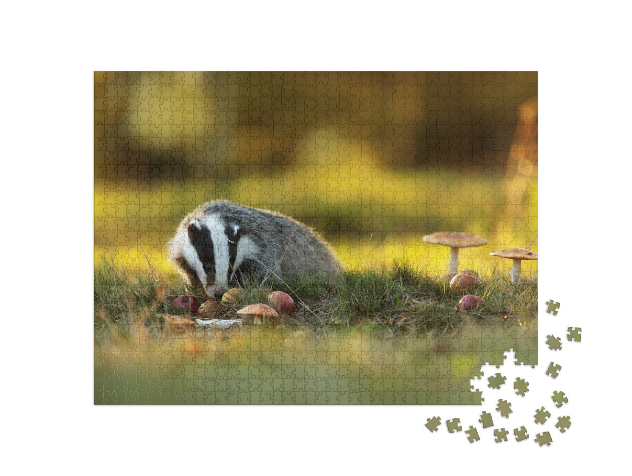 European Badger is Eating Apples... Jigsaw Puzzle with 1000 pieces