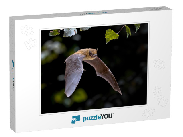 Flying Pipistrelle Bat Pipistrellus Pipistrellus Action S... Jigsaw Puzzle