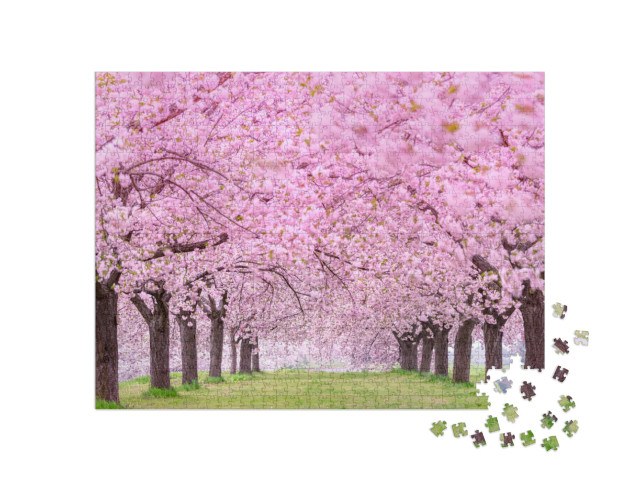 Beautiful Cherry Blossoms. Japan Obuse-Machi, Nagano Pref... Jigsaw Puzzle with 1000 pieces