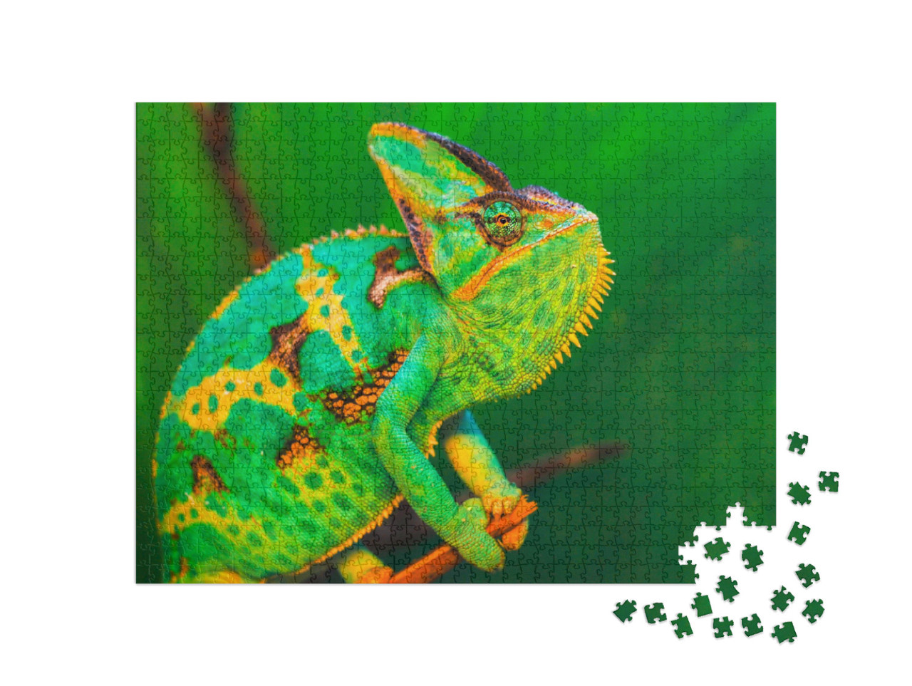 Chamaeleo Calyptratus is the Most Common Chamaeleo Specie... Jigsaw Puzzle with 1000 pieces