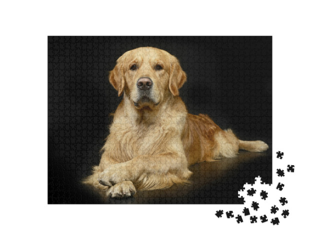 Studio Shot of an Adorable Golden Retriever Lying on Blac... Jigsaw Puzzle with 1000 pieces