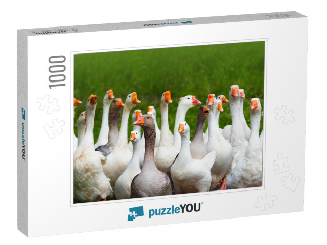 Geese Attack. Flock of Domestic Geese on a Green Meadow... Jigsaw Puzzle with 1000 pieces