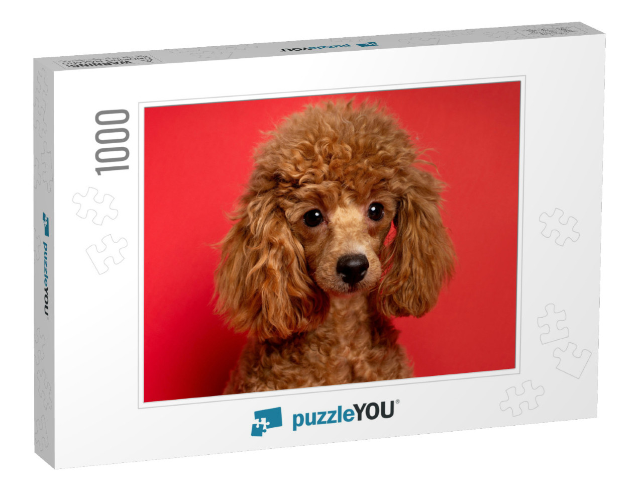 Cute Little Red Poodle on a Red Background... Jigsaw Puzzle with 1000 pieces