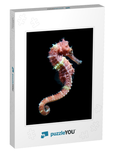 Seahorse Hippocampus Swimming Isolated on Black... Jigsaw Puzzle