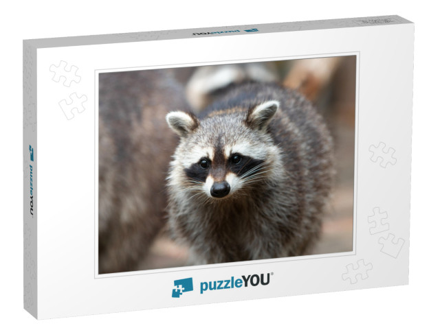 North American Raccoon in German Waschbar Procyon Lotor... Jigsaw Puzzle