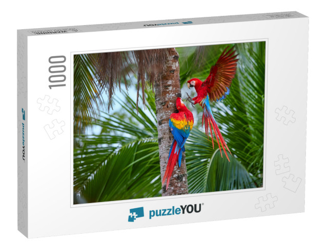 Two Ara Macao, Scarlet Macaw, Pair of Big, Red Colored, A... Jigsaw Puzzle with 1000 pieces