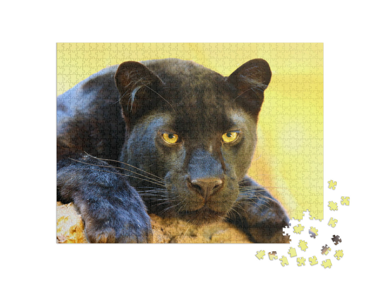 The Leopard Panthera Pardus Portrait. Melanistic Leopard... Jigsaw Puzzle with 1000 pieces