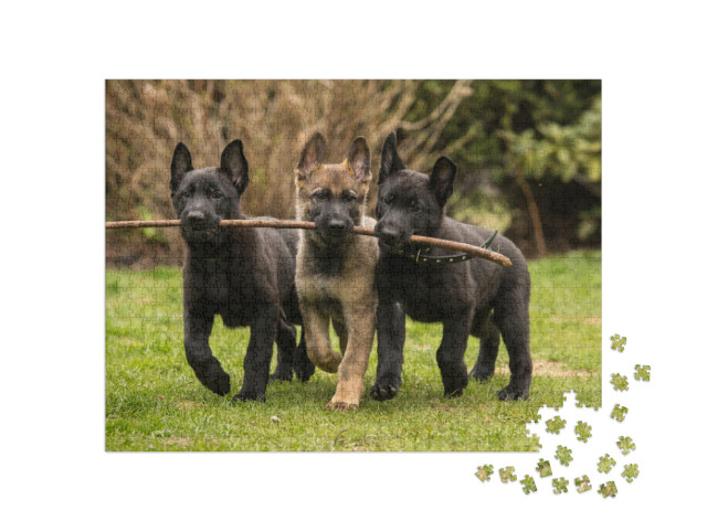 Three Working Line German Shepherd Puppies Brings One Sti... Jigsaw Puzzle with 1000 pieces