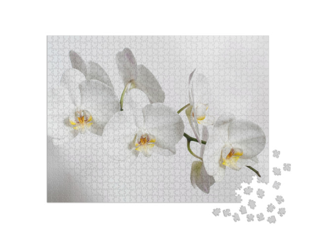 On a White Background White Orchid Flowers... Jigsaw Puzzle with 1000 pieces