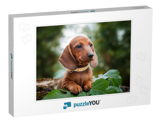 Cute Dachshunds Puppy with Nature Background... Jigsaw Puzzle