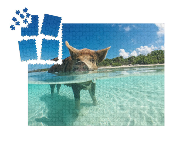 Wild, Swimming Pig on Big Majors Cay in the Bahamas... | SMART SORTED® | Jigsaw Puzzle with 1000 pieces