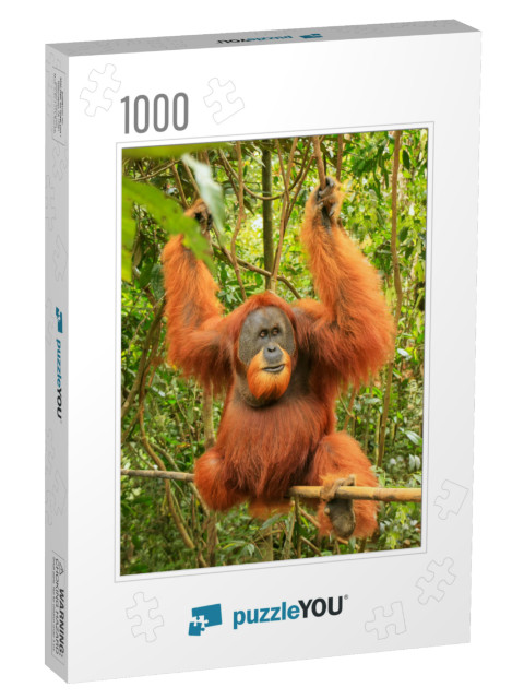 Male Sumatran Orangutan Pongo Abelii Sitting on a Bamboo... Jigsaw Puzzle with 1000 pieces