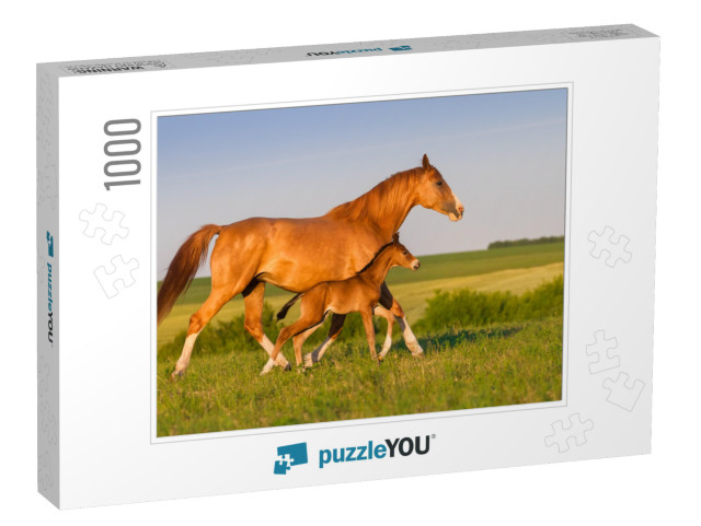 Mare Run with Colt in Beautiful Field At Sunrise... Jigsaw Puzzle with 1000 pieces