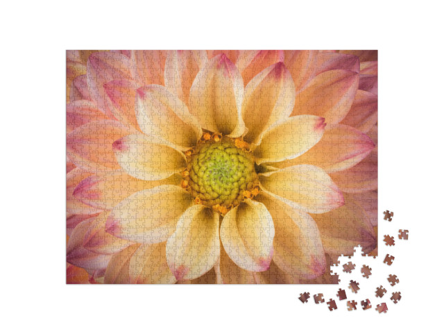 Dahlia Colorful Flower Macro Shot... Jigsaw Puzzle with 1000 pieces