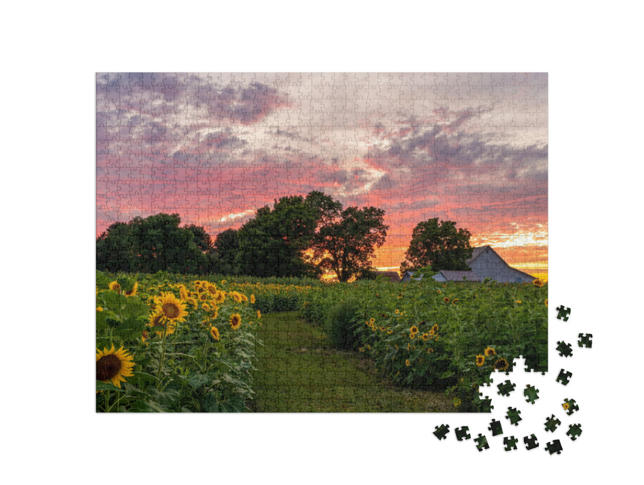 Colorful Sunset on a Rural Farm Field Full of Sunflowers... Jigsaw Puzzle with 1000 pieces