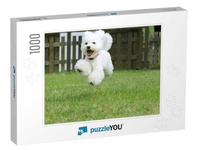 White Toy Poodle Playing in the Garden... Jigsaw Puzzle with 1000 pieces