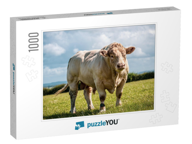 Really Powerful Charolais Bull - Breed. Showing His Muscl... Jigsaw Puzzle with 1000 pieces