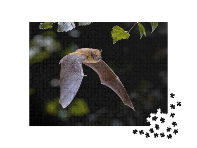 Flying Pipistrelle Bat Pipistrellus Pipistrellus Action S... Jigsaw Puzzle with 1000 pieces