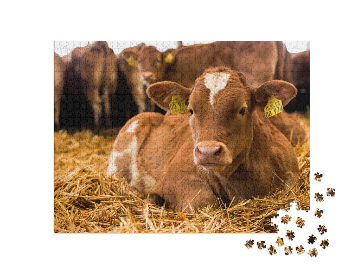 Beef-Cattle Calves Resting in Straw in the Barn... Jigsaw Puzzle with 1000 pieces