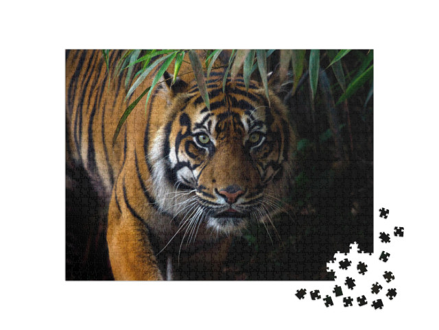 Beautiful Sumatran Tiger on the Prowl... Jigsaw Puzzle with 1000 pieces