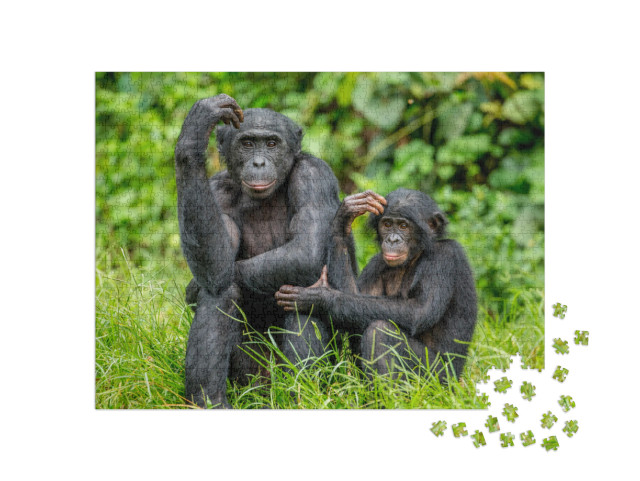 Female Bonobo with a Baby is Sitting on the Grass. Democr... Jigsaw Puzzle with 1000 pieces