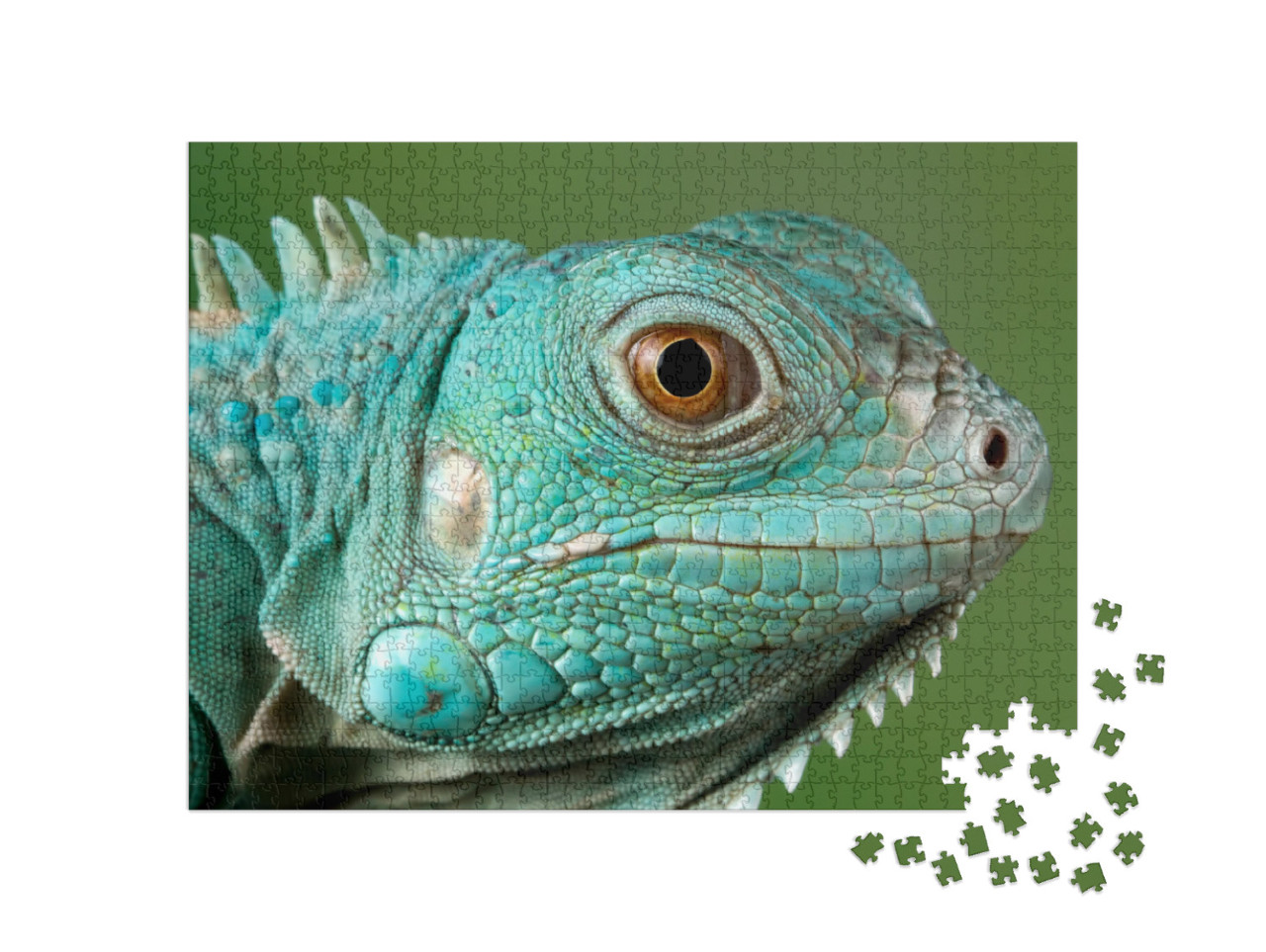 Blue Iguana Closeup Head, Blue Iguana Grand Cayman Blue I... Jigsaw Puzzle with 1000 pieces