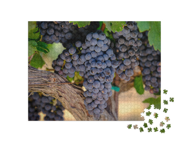 A Bunch of Red Grapes on the Vine Growing for the Wine In... Jigsaw Puzzle with 1000 pieces