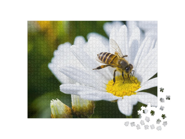 Spring Single Daisy Flower & Bee... Jigsaw Puzzle with 1000 pieces