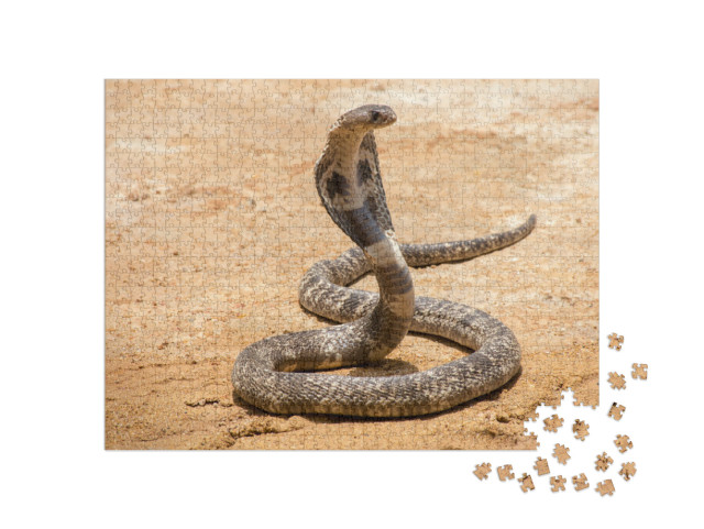 The King Cobra on Sand... Jigsaw Puzzle with 1000 pieces