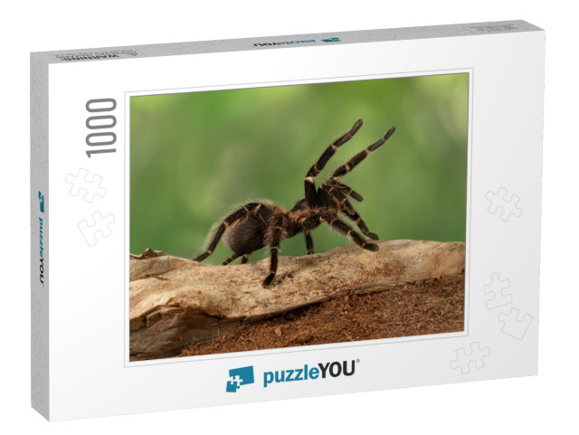 Closeup Female of Spider Tarantula Lasiodora Parahybana i... Jigsaw Puzzle with 1000 pieces