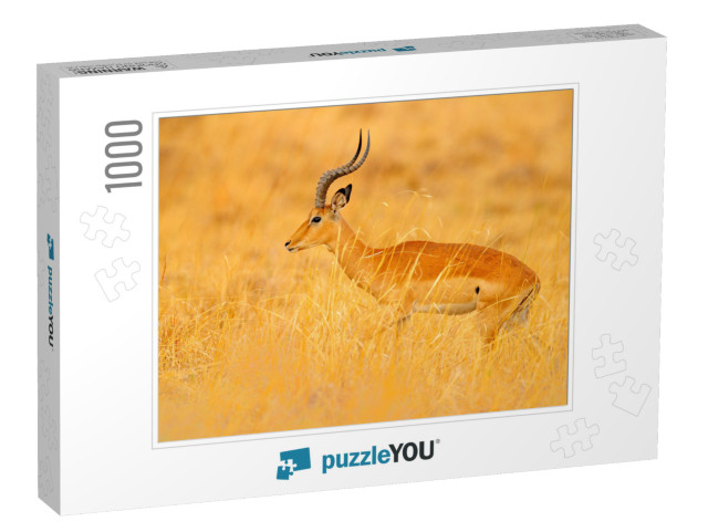 Antelope in the Grass Savannah, Okavango South Africa. Im... Jigsaw Puzzle with 1000 pieces