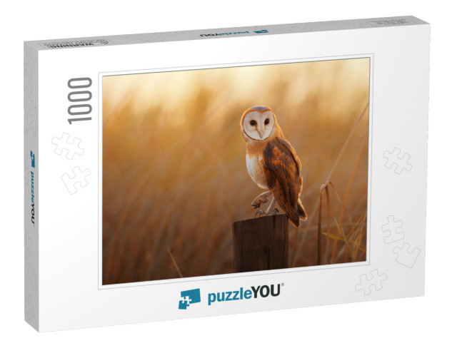 A Beautiful Barn Owl Perched on a Tree Stump... Jigsaw Puzzle with 1000 pieces