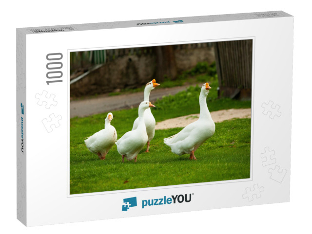 Flock of White Domestic Geese on the Pasture. Big White G... Jigsaw Puzzle with 1000 pieces