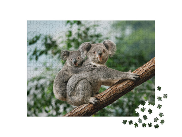 Koala, Phascolarctos Cinereus, Female Carrying Young on I... Jigsaw Puzzle with 1000 pieces