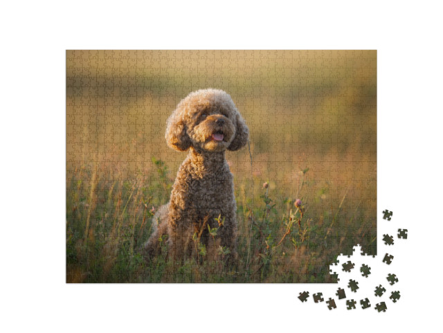 Miniature Chocolate Poodle on the Grass. Pet in Nature. C... Jigsaw Puzzle with 1000 pieces