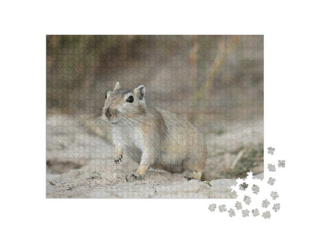 Great Gerbil Rhombomys Opimus. Muyunkum Desert of South K... Jigsaw Puzzle with 1000 pieces