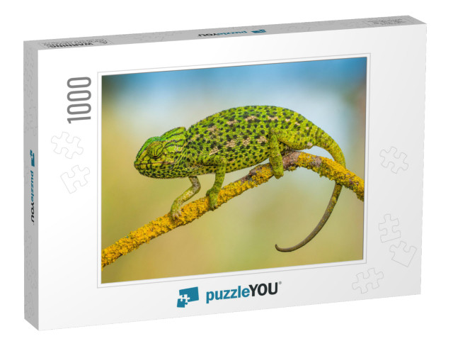 Common Chameleon... Jigsaw Puzzle with 1000 pieces