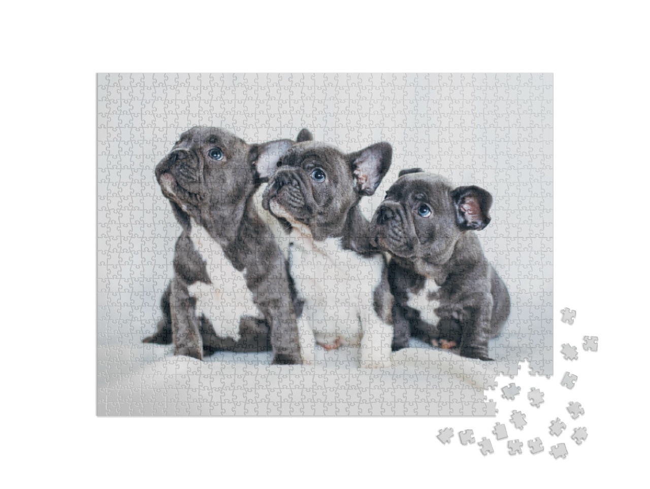 Portrait of Three Adorable Bulldog Puppies Looking in One... Jigsaw Puzzle with 1000 pieces