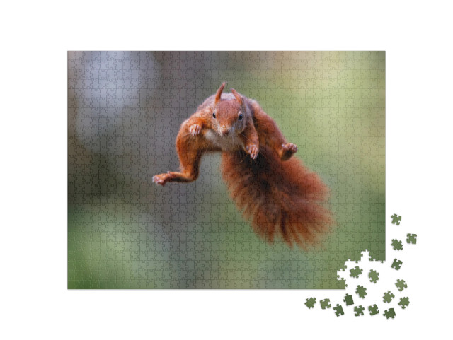 Eurasian Red Squirrel Sciurus Vulgaris Jumping in the For... Jigsaw Puzzle with 1000 pieces