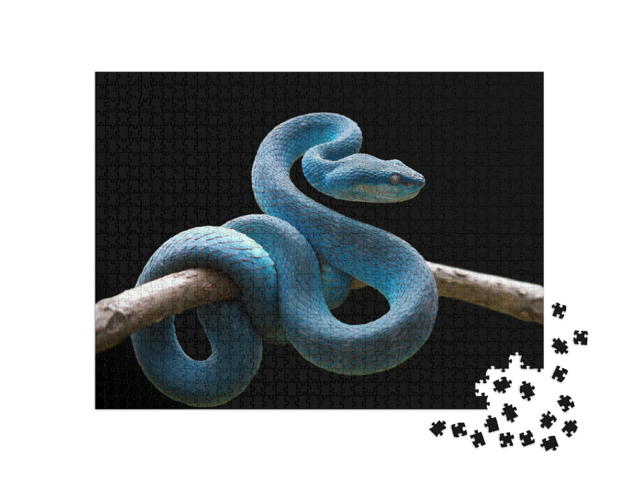 Blue Viper Snake on Branch, Viper Snake, Blue Insularis... Jigsaw Puzzle with 1000 pieces