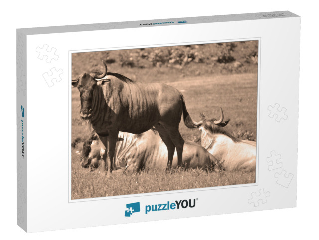 The Wildebeest or Wildebai, Also Called the Gnu is an Ant... Jigsaw Puzzle