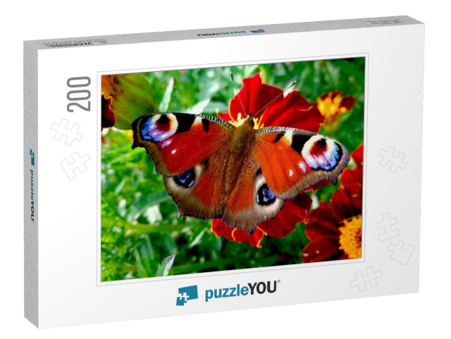 The Peacock Butterfly on the Flower. Colorful Butterfly... Jigsaw Puzzle with 200 pieces