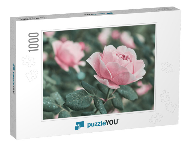 Rose Flower on Background Blurry Pink Roses Flower in the... Jigsaw Puzzle with 1000 pieces