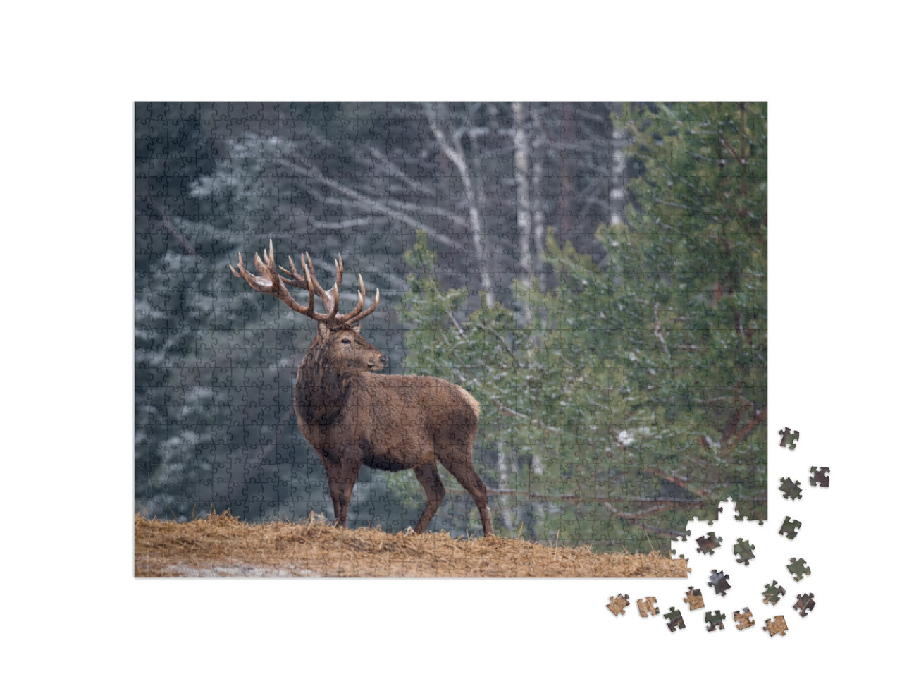 Great Adult Noble Red Deer with Big Horns, Beautifully Tu... Jigsaw Puzzle with 1000 pieces