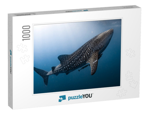 Whale Shark Very Near Looking At You Underwater in Papua... Jigsaw Puzzle with 1000 pieces