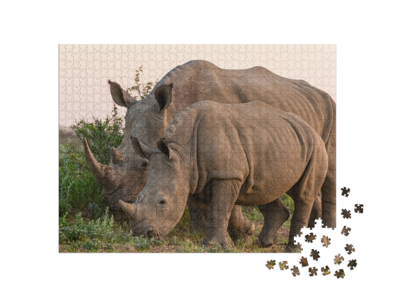 White Rhinoceros or Square-Lipped Rhinoceros Ceratotheriu... Jigsaw Puzzle with 1000 pieces