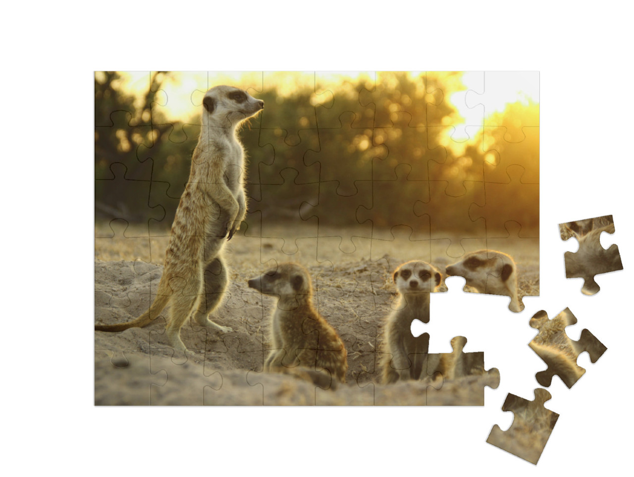 Meerkat the Most Funny Animal. Namibia Wild Life... Jigsaw Puzzle with 48 pieces