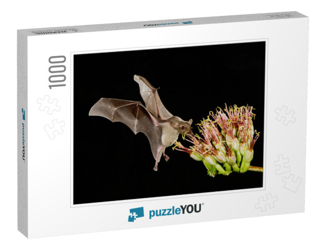 Lesser Long-Nosed Bat, Leptonycteris Curasoae, Adult in F... Jigsaw Puzzle with 1000 pieces