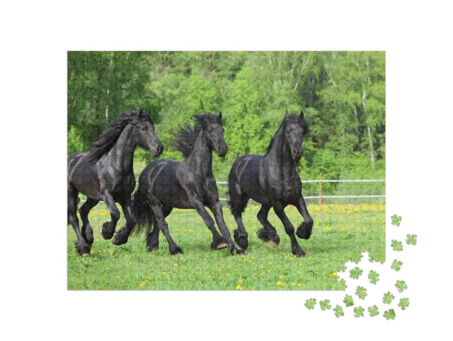 Three Dressage Friesian Horse Portrait in Outdoor... Jigsaw Puzzle with 1000 pieces