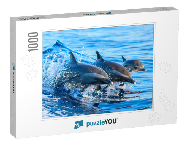 A Spotted Dolphin Family Leaping Out of the Clear Blue Ha... Jigsaw Puzzle with 1000 pieces